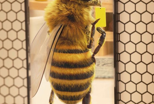 Z życia pszczół